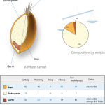 wheat nutrition breakdown